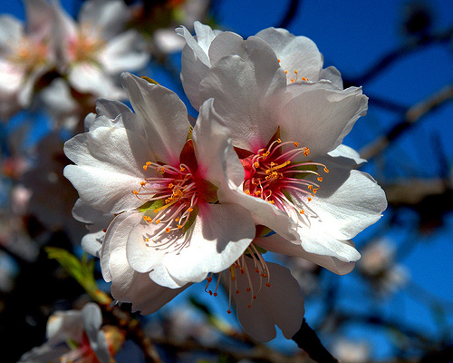 flowers in gun barrels