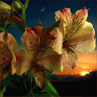 jacobs ladder flower