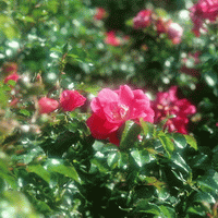 westbrooks flowers prime cloves west virginia